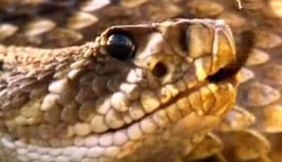 مار پشت الماسي شرقي