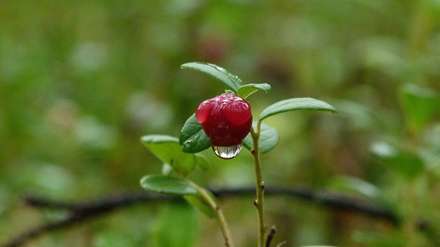 میوه قرمز و قطره آب