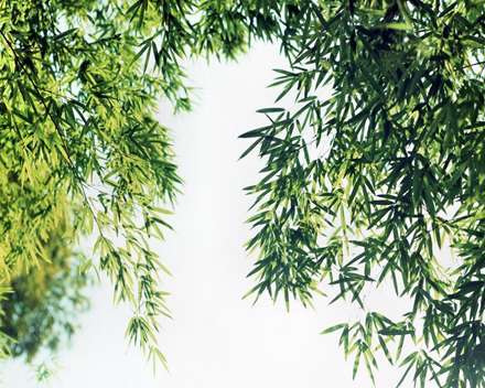 عکس زیبا از برگ سبز