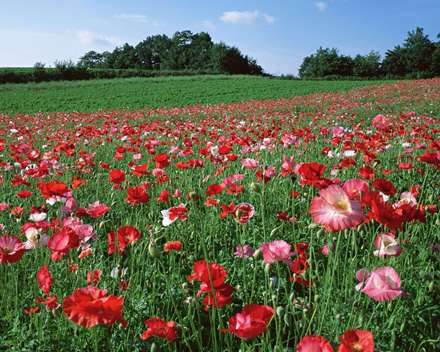 دشت گل شقایق