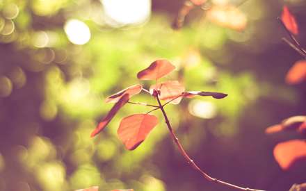 برگ های پاییزی