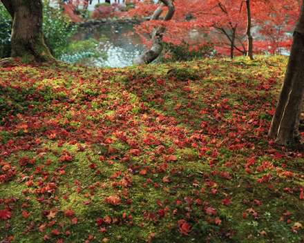 پاییز و برگ های قرمز