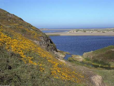 گل های زرد روی کوه