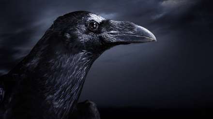 تصویر کلاغ نوک سیاه