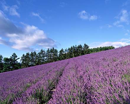 کوهپایه زیبا با گل های بنفش