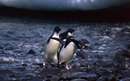 پنگوئن های بازیگوش