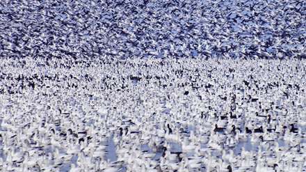 برف غازها-کالیفرنیا