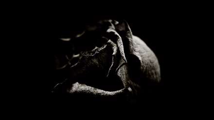 گل لاله سوخته