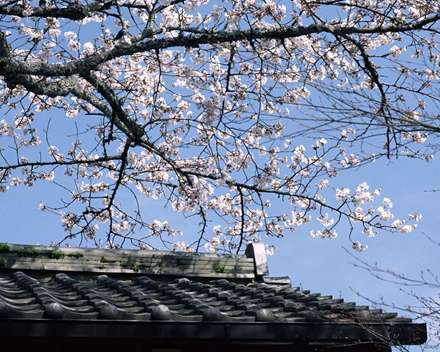 درخت زیبا با گل های سفید