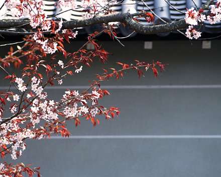 درخت زیبا با برگ های قرمز