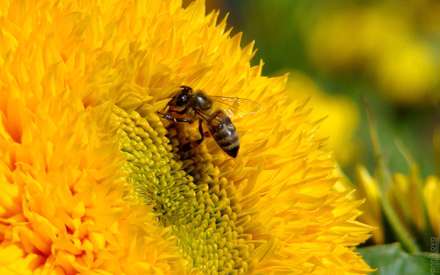 زنبوری روی گل