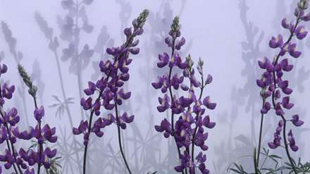 گلهای بنفش و زیبا