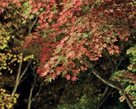 پاییز و برگ های قرمز