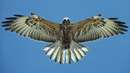 عقابی در حال پرواز در آسمان