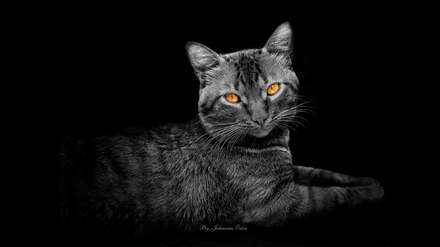 گربه چشم نارنجی