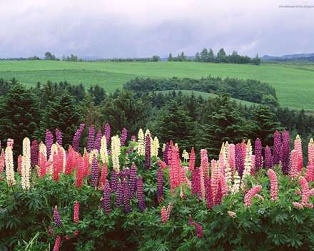 کوهپایه با گل های قرمز