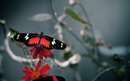 پروانه قرمز و سیاه