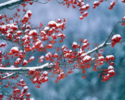 درخت و روز برفی