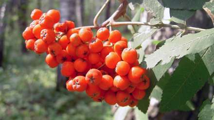 میوه های نارنجی