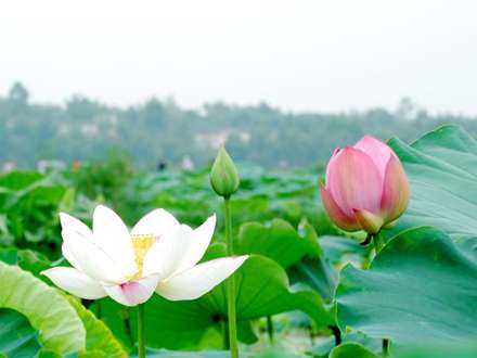 مرداب و لوتوس