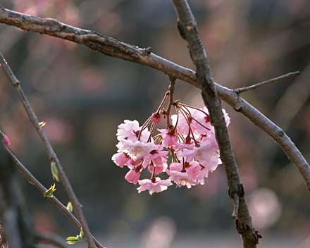 درخت و گل صورتی