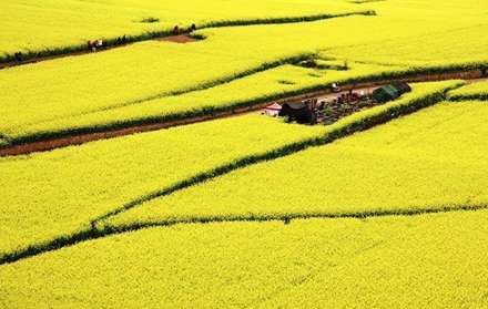 اقیانوسی از گل های زرد رنگ