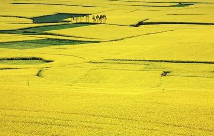 اقیانوسی از گل های زرد رنگ