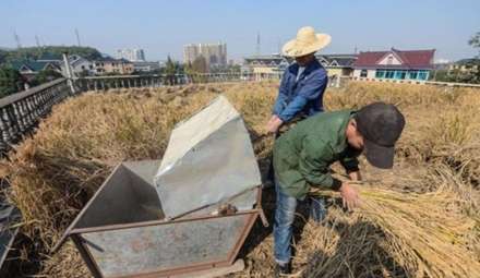 مزرعه در پشت بام