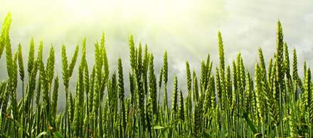 مزرعه ای از گندم سبز
