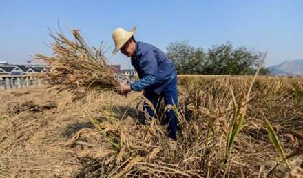 مزرعه در پشت بام