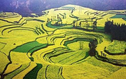 اقیانوسی از گل های زرد رنگ