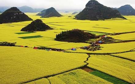 اقیانوسی از گل های زرد رنگ