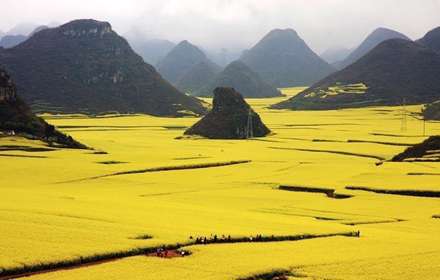 اقیانوسی از گل های زرد رنگ