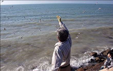 غذا دادن به پرندگان ساحلی