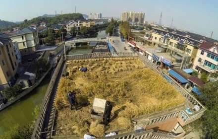 مزرعه در پشت بام