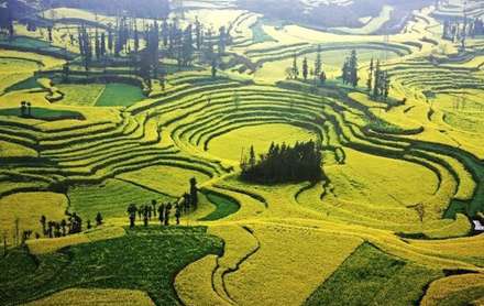 اقیانوسی از گل های زرد رنگ