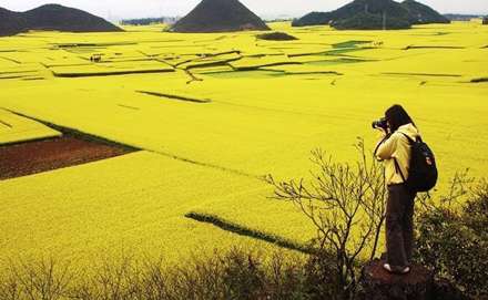 اقیانوسی از گل های زرد رنگ