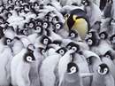 تصویر زمینه جوجه پنگوئن ها
