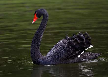 قوی سیاه شناگر