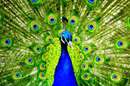 تصویر زمینه طاووس