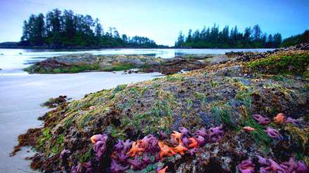 ستاره دریایی روی تپه