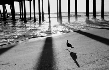 پرنده محبوس