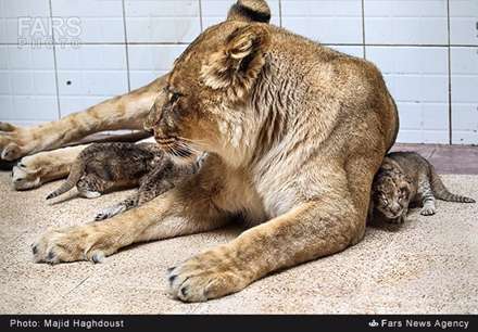 تولد سه توله شیر در باغ وحش تهران