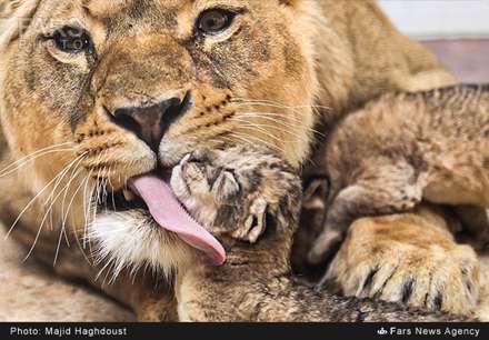تولد سه توله شیر در باغ وحش تهران