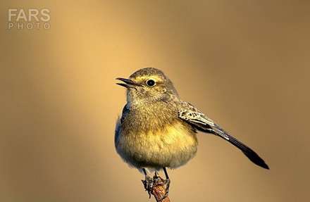 عید کجا بریم؟ (استان یزد)