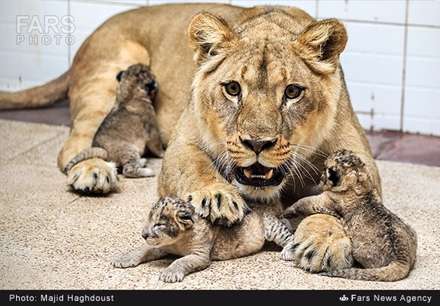 تولد سه توله شیر در باغ وحش تهران