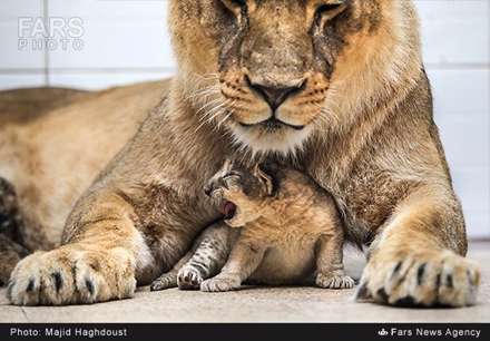 تولد سه توله شیر در باغ وحش تهران