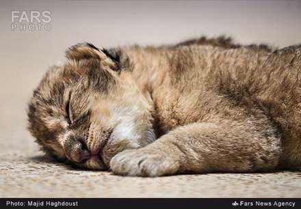 تولد سه توله شیر در باغ وحش تهران