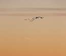 پرواز دسته ای از پرندگان هنگام طلوع خورشید، مینسک