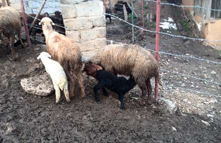 تغذیه بره از شیر مادر در روستای یاقدشت